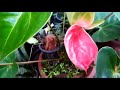 anthuriyam plant care in malayalam ആന്തൂറിയം പരിപാലനം shalu s world shalu mon