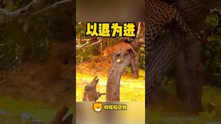 花豹看著樹下的野豬竟然敢對他叫囂，他心裡直罵：豬腦袋 #animals #動物 #wildanimals #nature #wildlife #哗啦啦动物 #animal #嘩啦啦動物#leopard