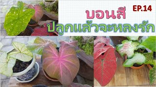 EP. 14  บอนสี ปลูกแล้วจะหลงรัก (Caladiums)