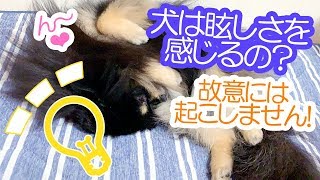 検証？暗いところから電気を付けたらポメラニアン犬は眩しがるの？【はなポメ#541】