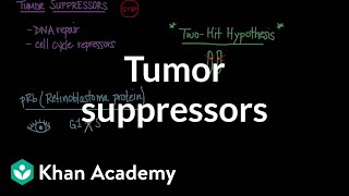 Tumor suppressors | Biomolecules | MCAT | Khan Academy