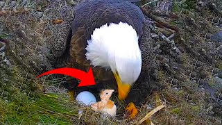 Farmer Put A Chicken Egg Under An Eagle And When She Hatched, She Was Stunned