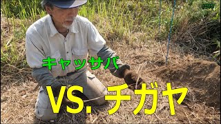 【キャッサバ】奮闘！VS. チガヤ