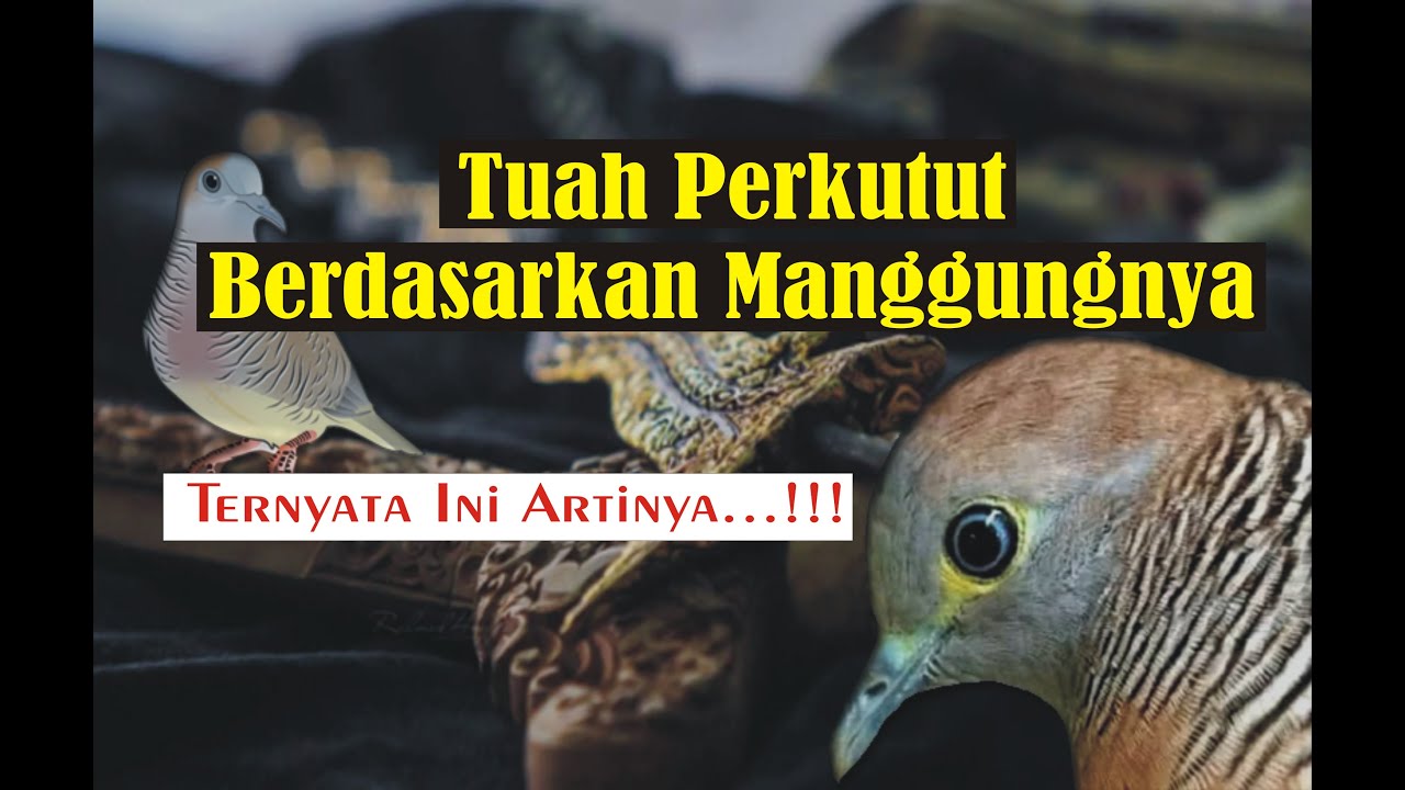 TUAH BURUNG PERKUTUT BERDASARKAN MANGGUNGNYA || Yoni Perkutut ...