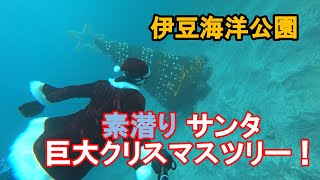 【海もち!】素潜りサンタ 水中巨大クリスマスツリー！　伊豆海洋公園(2021)