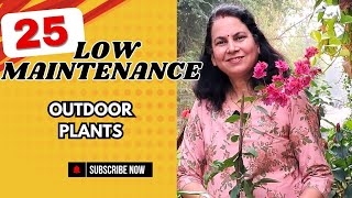 25 Low Maintenance Outdoor Plants in India .आपके बागिचे के लिए 25 best low Maintenance plant .