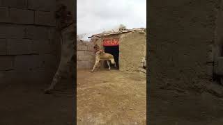 كلب كنجال تركي kangal dok