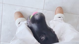 ふたりきりの時はずっとついてくる愛犬が愛しい　ラブラドールレトリバー子犬【黒ラブ】