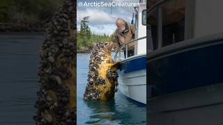 Golden seal parasitized by millions of barnacles, it calls for help from the old man