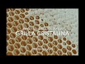 Meditación Alquímica : Grilla Cristalina de GAIA