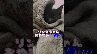 リンスちゃんねむねむ(+.+)(-.-)(_ _)..zzZZ  #かわいい #保護猫 #黒猫  #リンス