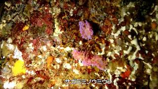 春の青海島　船越ビーチ　洞窟　ウミウシ　浅場にホウボウ幼魚