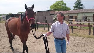 【競馬 第二のストーリー】引退馬を引き取るということ(1)　 筆者の愛馬・キリシマノホシのその後-netkeiba