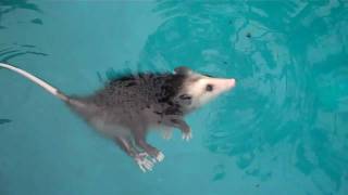 Baby opossum swimming, playing dead \u0026 More!