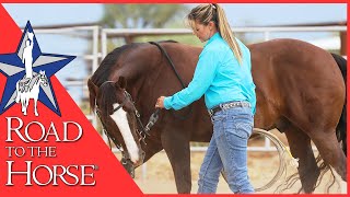 Ground Work Exercises to Gain Confidence with your Horse - With Brandi Lyons