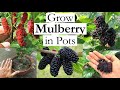 Grow Mulberry in Containers | How to Grow Mulberry Tree in Pots | Growing Mulberries at Home |