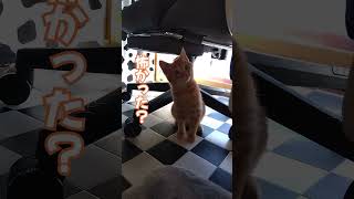 ママに怒られた子猫【諭吉】#猫動画 #保護猫 #子猫 #猫のいる暮らし #かわいい #ママに怒られた #shorts #cat #catlover