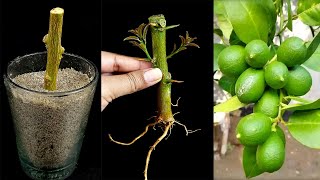 How to Grow Lemon Tree from Cutting In a Closeup Toothpaste