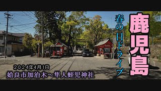 鹿児島神宮　隼人蛭児神社 #鹿児島#japan#神社　2024年4月1日