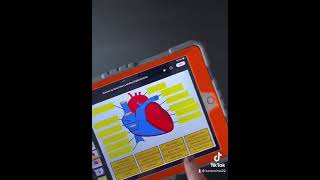 Label the heart digital drag and drop activity!