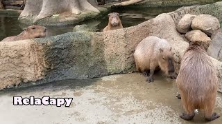 おやつが好きです　カピバラ劇場　Capybara　like　eat