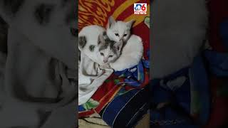 #cutecat  😺 #viralvideo