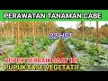 PUPUK TERBAIK DI FASE VEGETATIF || PERAWATAN TANAMAN CABE