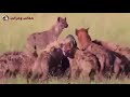 amazing hyena eat buffalo alive and more hd