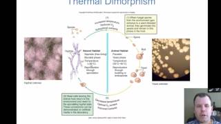 Chapter 22 - The Fungal Infections of Medical Importance