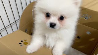 【初投稿】ポメラニアンの子犬をお迎えしました。