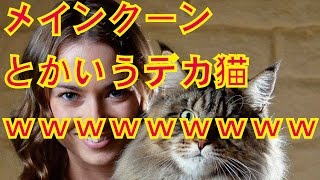 猫画像】メインクーンとかいうデカ猫ｗｗｗｗｗｗｗｗｗｗｗ【２ch】