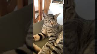 A cat meow becoming a yawn - very funny!