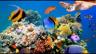 Underwater Stunning 4K footage + Music | Nature Relaxation Rare & Colorful Sea Life Video