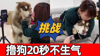 【钱袋爱吃肉】撸狗20秒不生气挑战，极限撸狗！各种手法齐上阵，撸狗的快乐只有主人懂！|钱袋爱吃肉