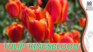 🌷 TULIP 'KINGSBLOOD' - A Must-Watch Marvel for Your Spring Garden (Tulipa 'Kingsblood')