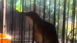 Lesser Shortwing Cingcoang Coklat Jongkangan Yarn 1 23 Mb Om