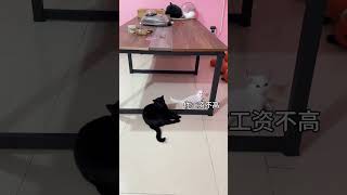 傻人有傻福啊 猫咪 碎嘴子 杨步百  猫咪的迷惑行为 精神状态良好