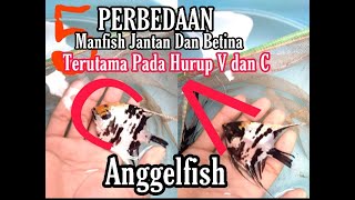 Cara Membedakan  Ikan Manfish Jantan Dan Betina Pastikan Dari Bentuk Muka Hurup V dan C