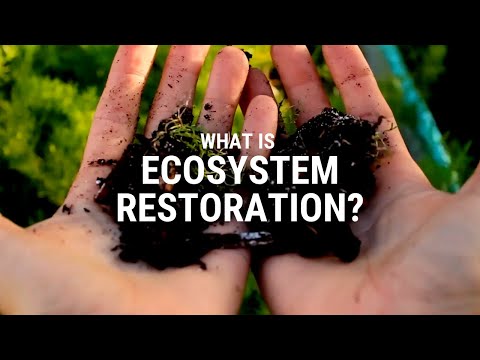 What is ecosystem restoration?