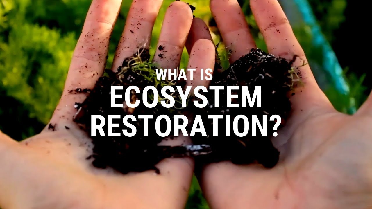 Ecosystem Restoration: Reviving Nature"s Balance For A Sustainable Future