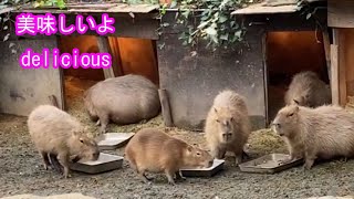 和みのモグモグタイム　（カピバラ劇場）　Capybara　relax　happy　Lunchtime