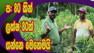 ප. 80 යි, ලක්ෂ 80යි. / agri view