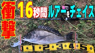 【チヌトップ】簡単に始めれる魅力と実釣での悲劇/西宮浜でのチニング