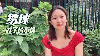 绣球叶子被晒焦，丑到影响观赏，叶子能不能摘？