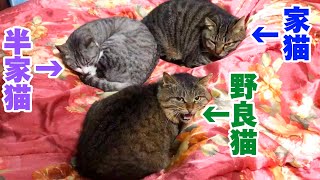 家猫と馴染んて仲良く布団に寝てる野良猫