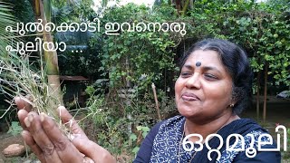 കറുക | KARUKA | Cynodon dactylon