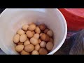 preserving your homestead egg harvest for the whole year round water glassing eggs