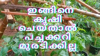 ഇങ്ങിനെ കൃഷി ചെയ്താൽ പച്ചക്കറി മുരടിക്കില്ല# namukkumkrishicheyyam