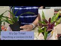 Carolara Orchid Repot | It's Go Time! | New Root Tips Signal Action in Orchid Repot