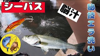 Tsulinoで久しぶりにまともなシーバスが釣れたよ♪